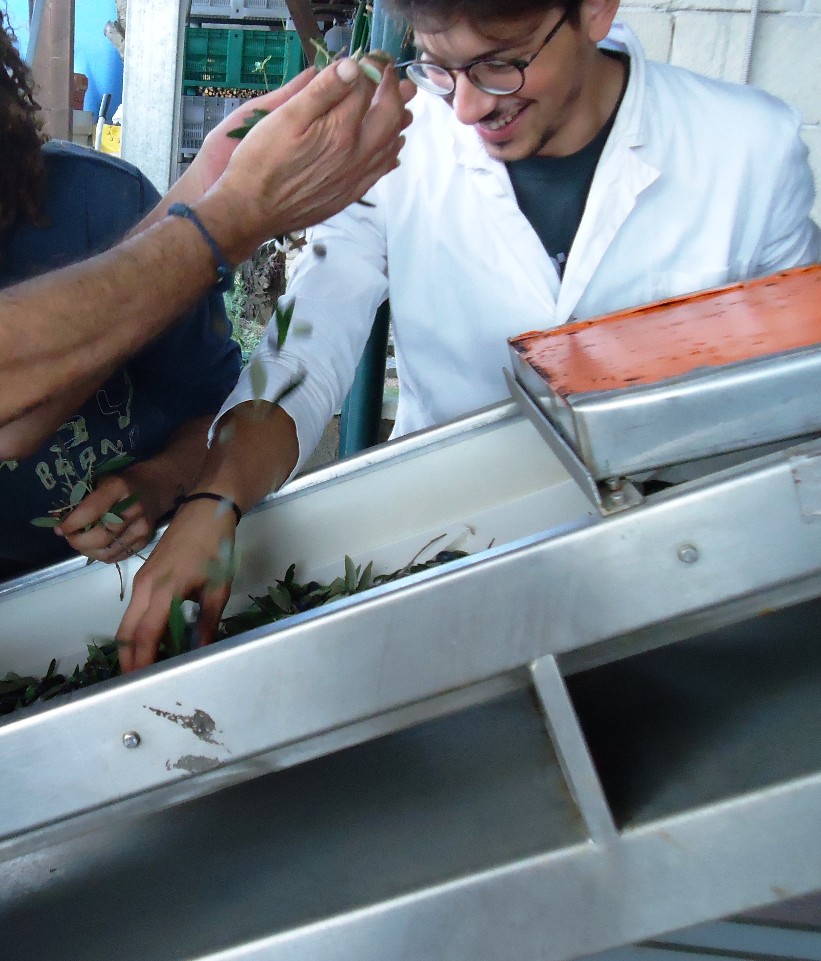 I SEGRETI DEL FRANTOIO