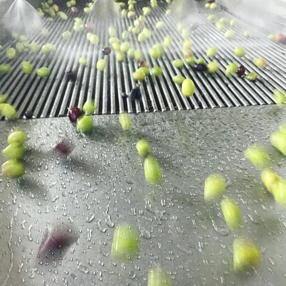 I SEGRETI DEL FRANTOIO