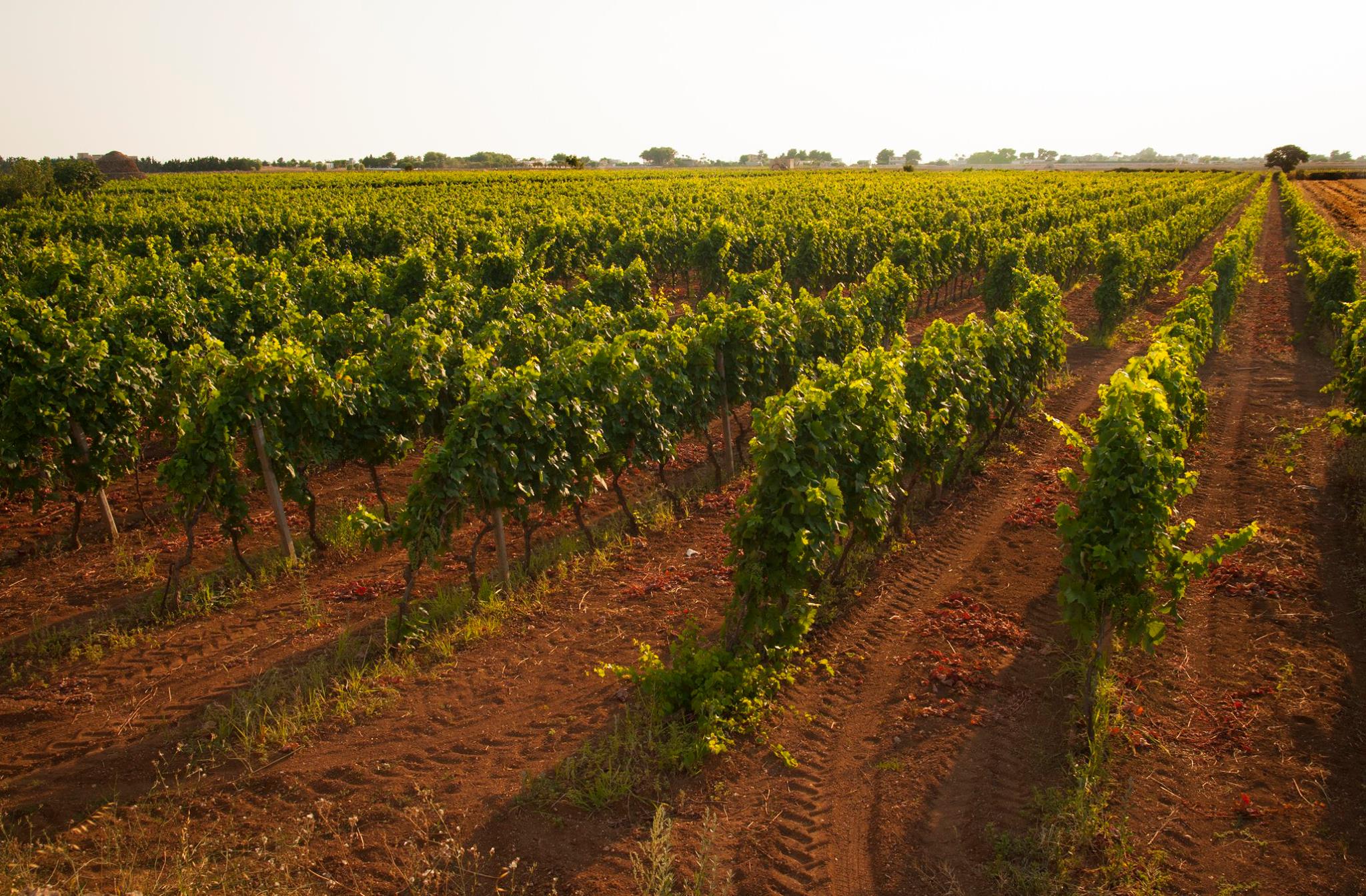 Tour dei vini Primitivo e Negroamaro: visita a 2 cantine e pranzo tipico