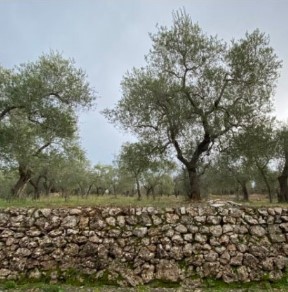 PERCORSI ESPERIENZIALI | Dal viaggio geologico tra le antiche cave di Cursi fino all'itinerario urbano che racconta la pietra leccese nei linguaggi della contemporaneità.