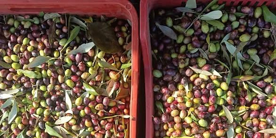 Pane, olio e fantasia