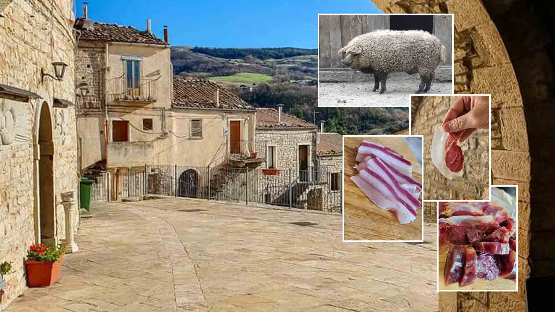 La Mangalica protagonista a Roseto Valfortore: il maiale "riccio" che conquista la gastronomia d'eccellenza