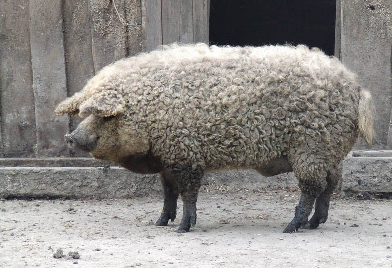 La Mangalica protagonista a Roseto Valfortore: il maiale "riccio" che conquista la gastronomia d'eccellenza